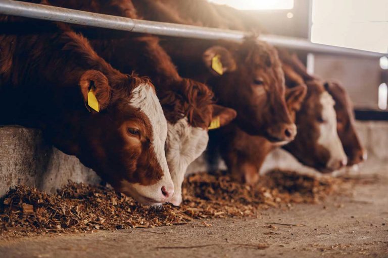 Topical-Cattle-Parasite-Control-2-Web-768x512